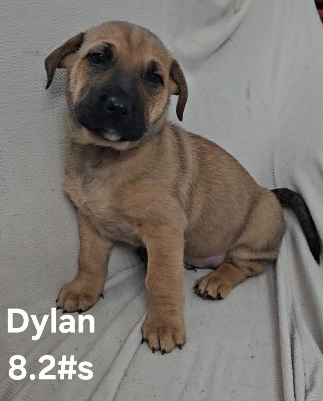 Dylan, ADOPTABLE, Puppy Male German Shepherd Dog & Labrador Retriever.
