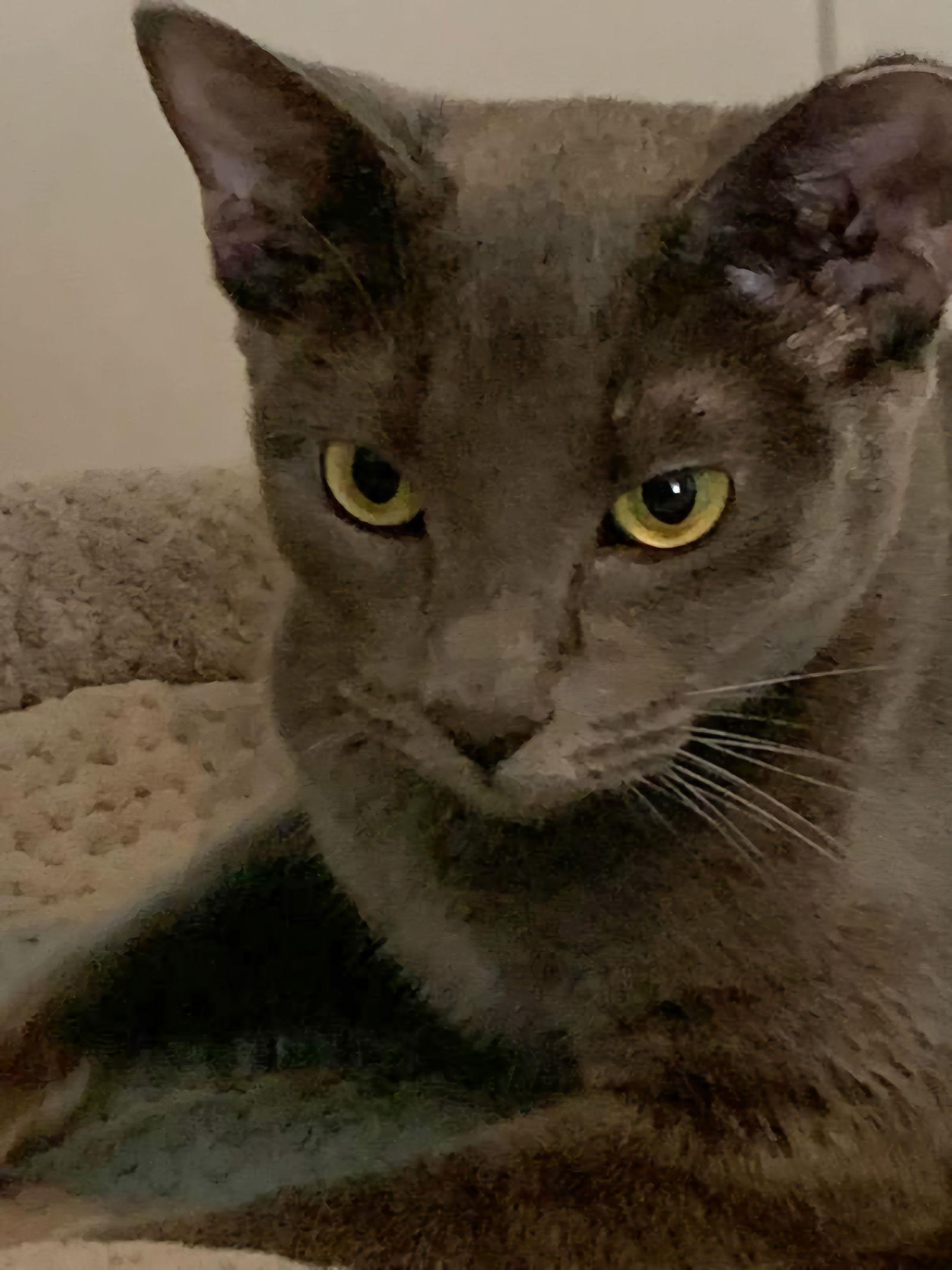 Marinara, Adoptable, Young Female Domestic Short Hair.