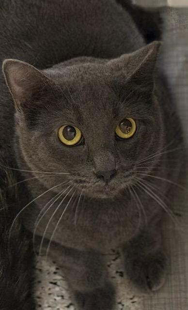 Enlarge Marinara, a Adoptable Domestic Short Hair in Phoenix, AZ image 2/3