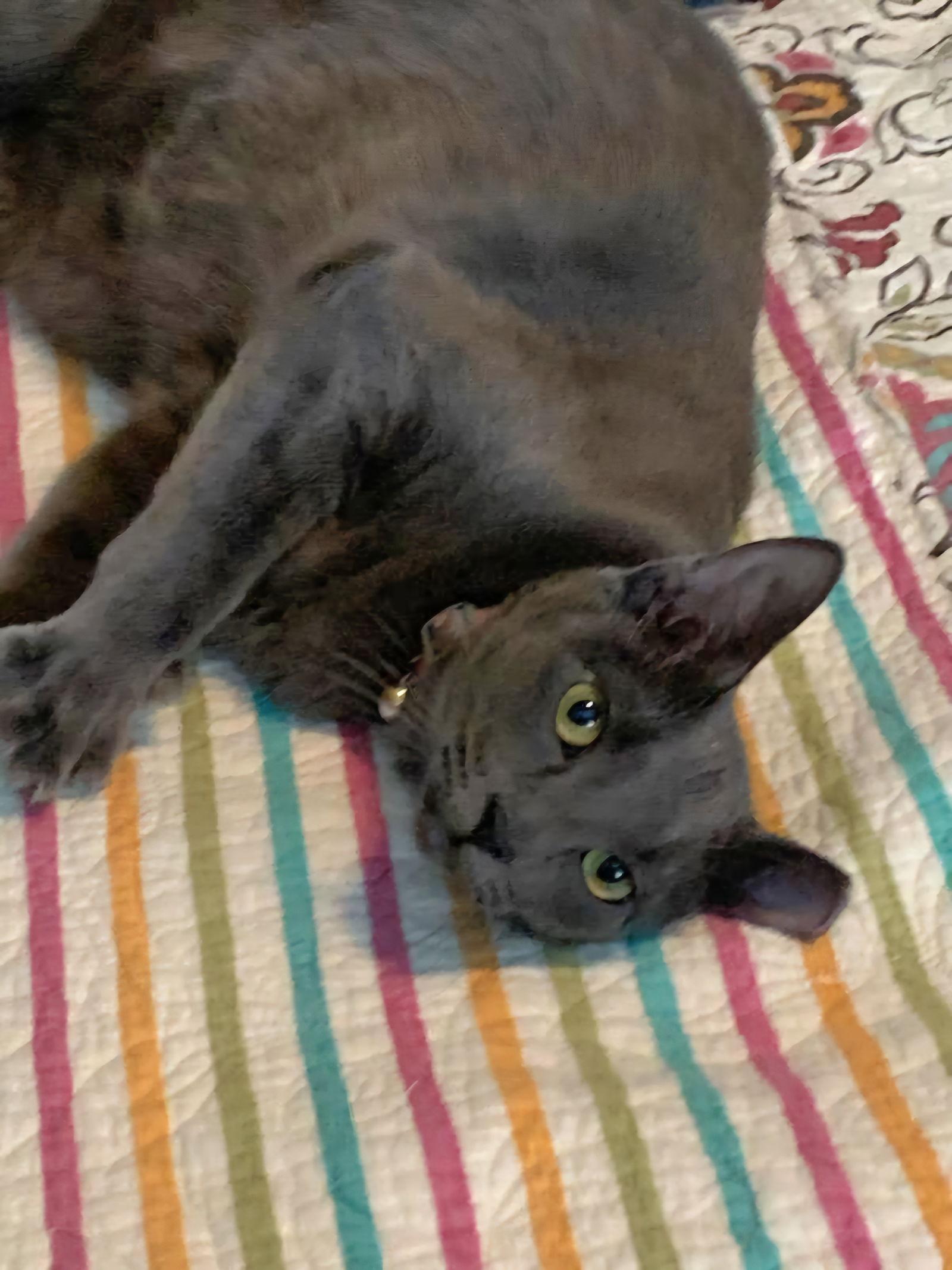 Enlarge Marinara, a Adoptable Domestic Short Hair in Phoenix, AZ image 3/3