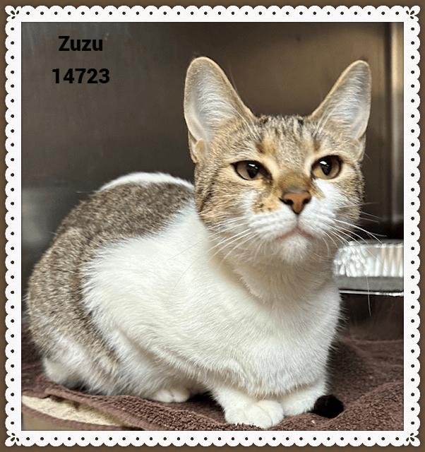 Enlarge ZUZU, a Adoptable mixed breed in Marietta, GA image 2/4