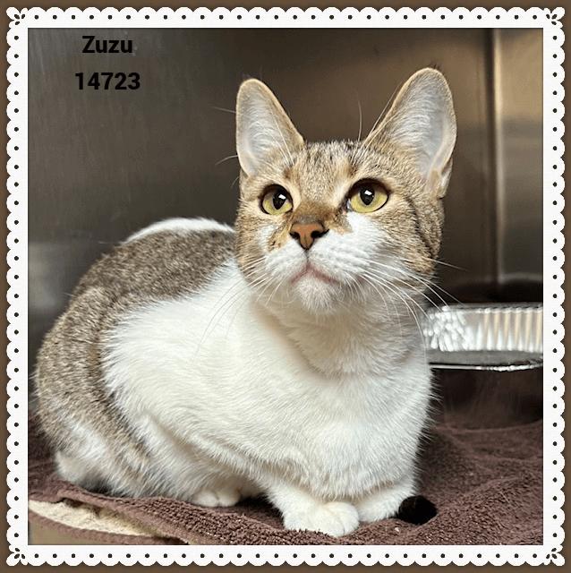 Enlarge ZUZU, a Adoptable mixed breed in Marietta, GA image 3/4