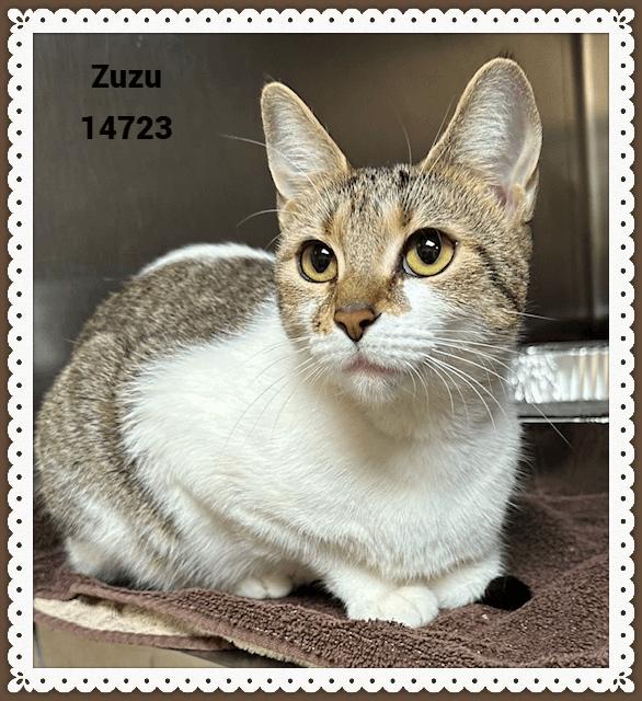 Enlarge ZUZU, a Adoptable mixed breed in Marietta, GA image 1/4