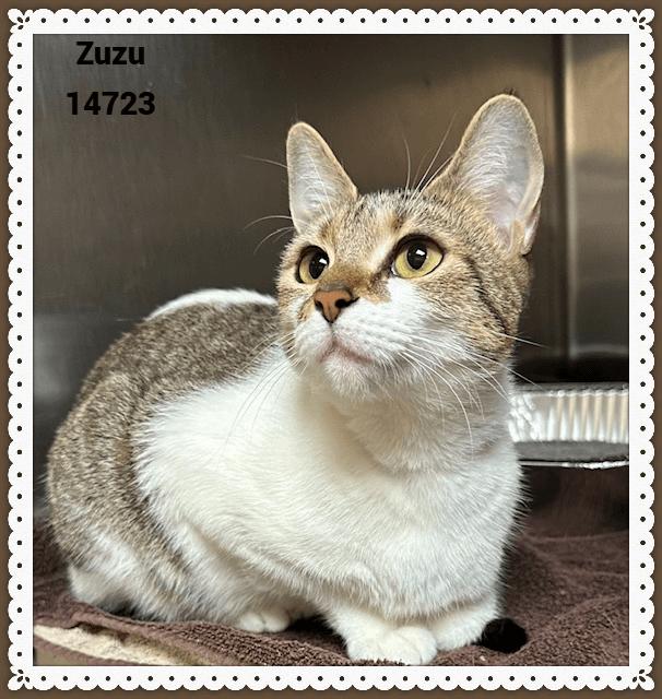 Enlarge ZUZU, a Adoptable mixed breed in Marietta, GA image 4/4