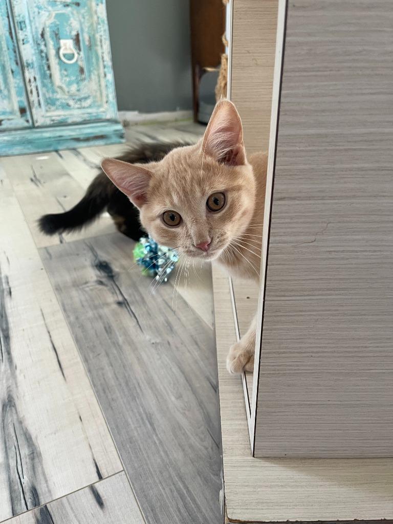 Graham 1, Adoptable, Young Male Domestic Short Hair.