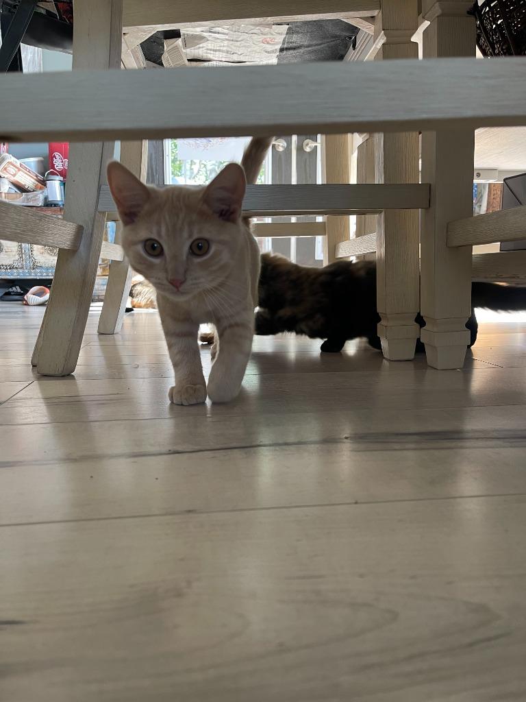 Enlarge Graham 1, a Adoptable Domestic Short Hair in Arthur, ON image 2/6