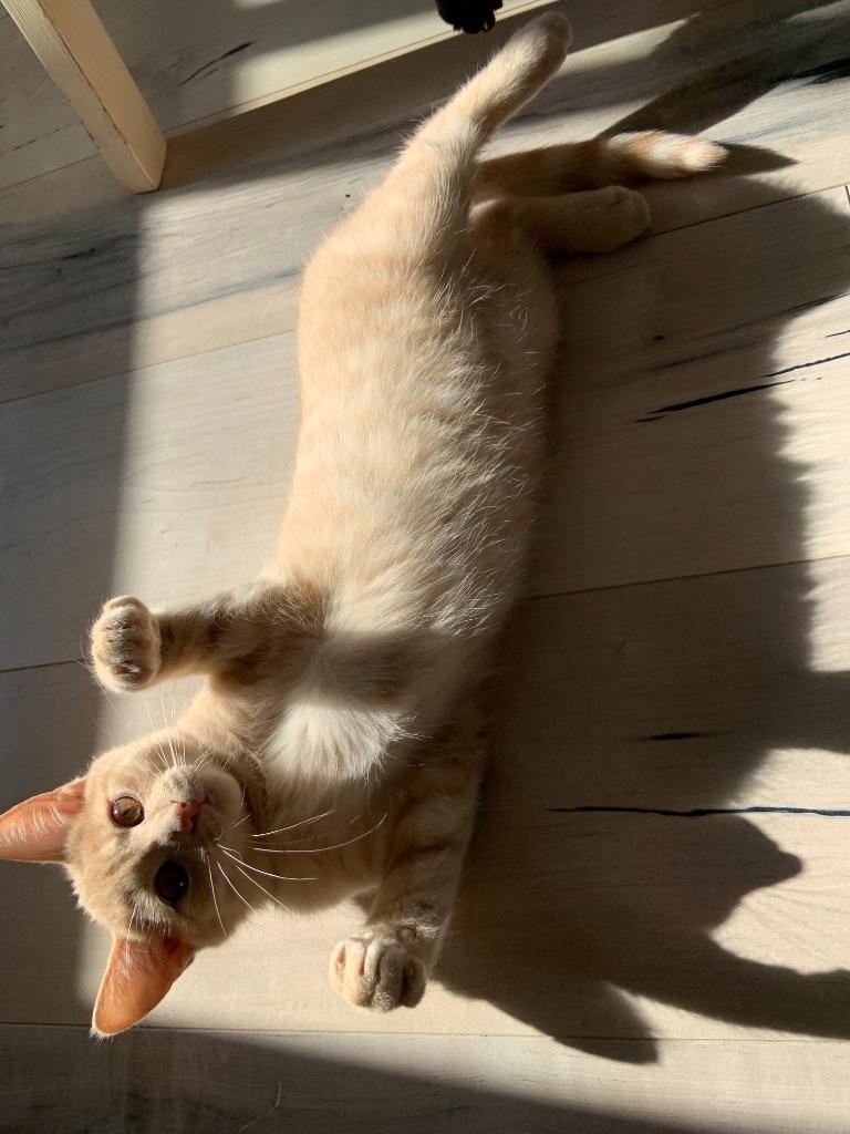 Enlarge Graham 1, a Adoptable Domestic Short Hair in Arthur, ON image 3/6