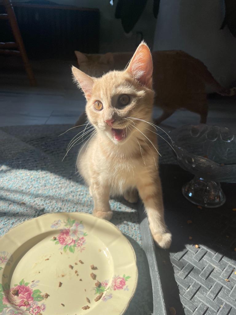 Enlarge Graham 1, a Adoptable Domestic Short Hair in Arthur, ON image 4/6