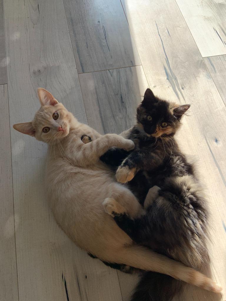 Enlarge Graham 1, a Adoptable Domestic Short Hair in Arthur, ON image 6/6