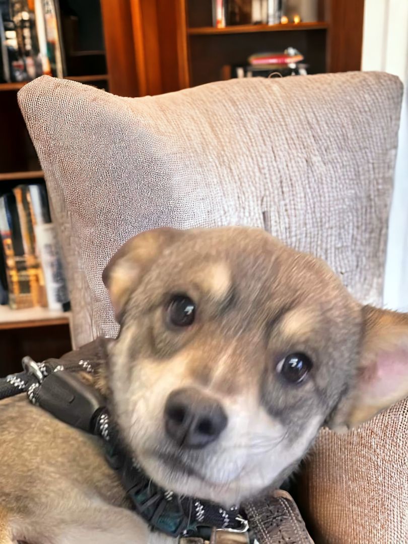 Wolfy, Adopted, Adult Male Pomeranian.