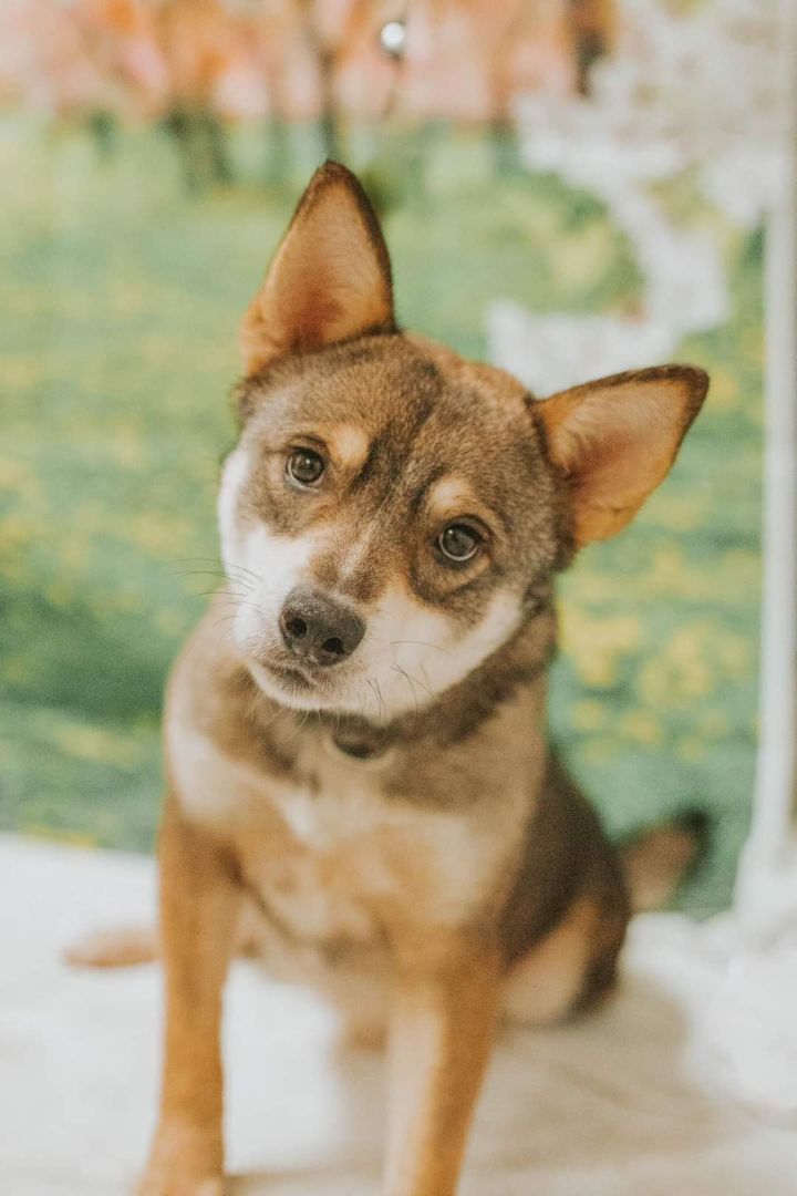 Enlarge Wolfy, a Adopted mixed breed in Ravenna, KY image 3/5