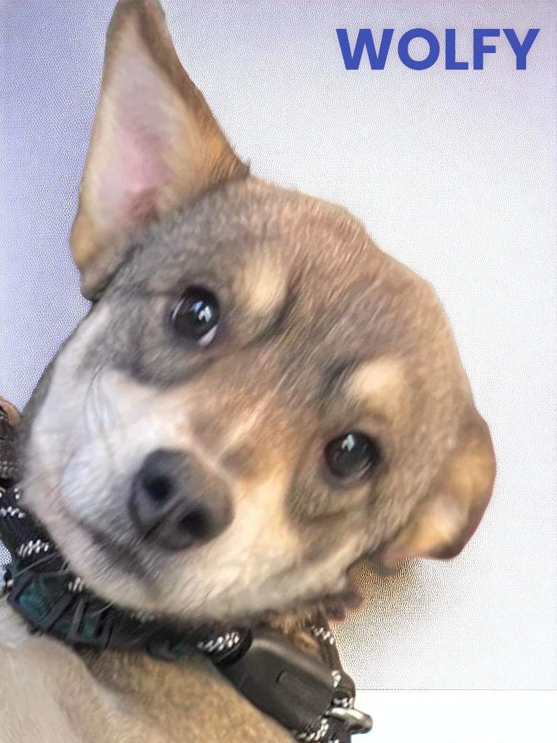 Enlarge Wolfy, a Adopted mixed breed in Ravenna, KY image 4/5