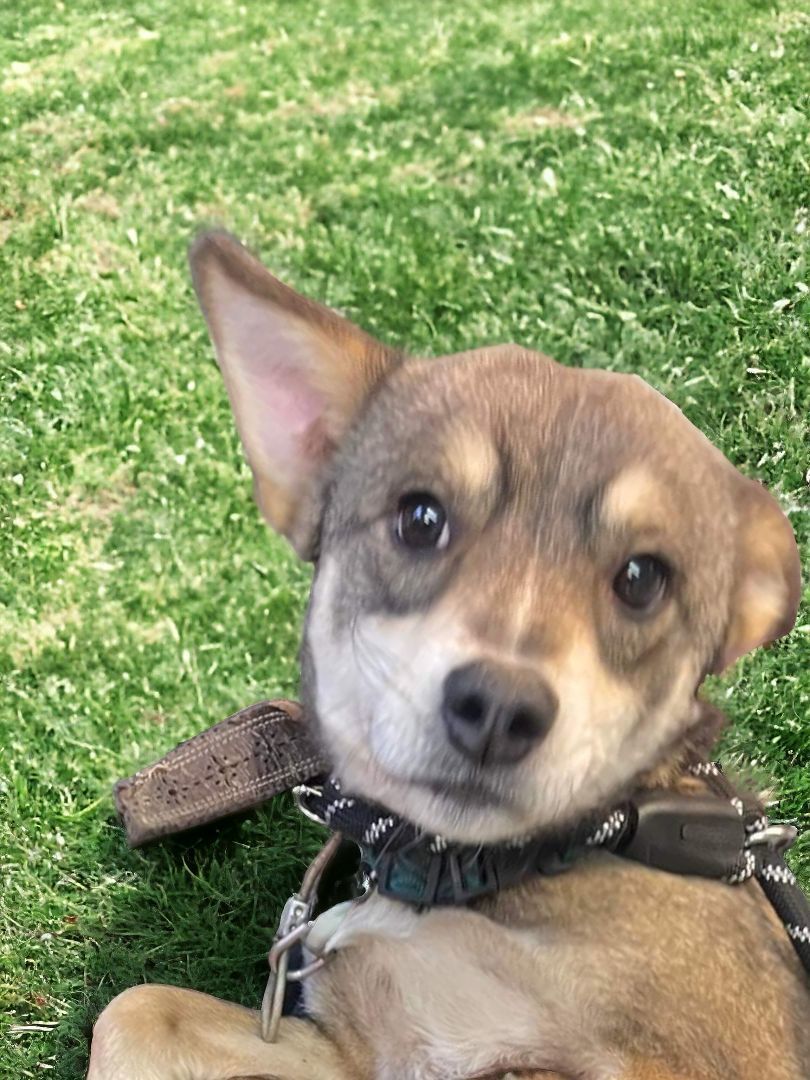 Enlarge Wolfy, a Adopted mixed breed in Ravenna, KY image 5/5