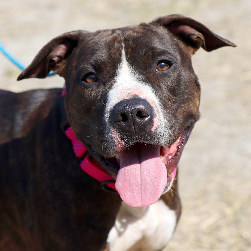 Xena (AO36149), a Adoptable mixed breed in Kansas City, KS image 1/6