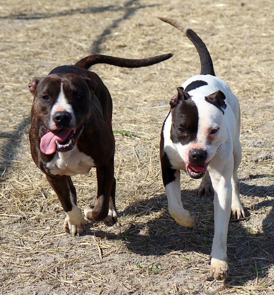 Xena (AO36149), a Adoptable mixed breed in Kansas City, KS image 4/6