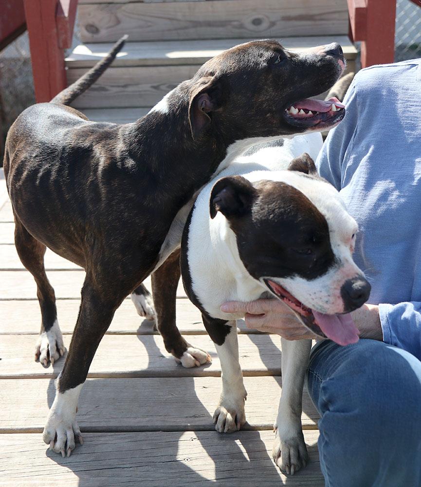 Xena (AO36149), a Adoptable mixed breed in Kansas City, KS image 6/6