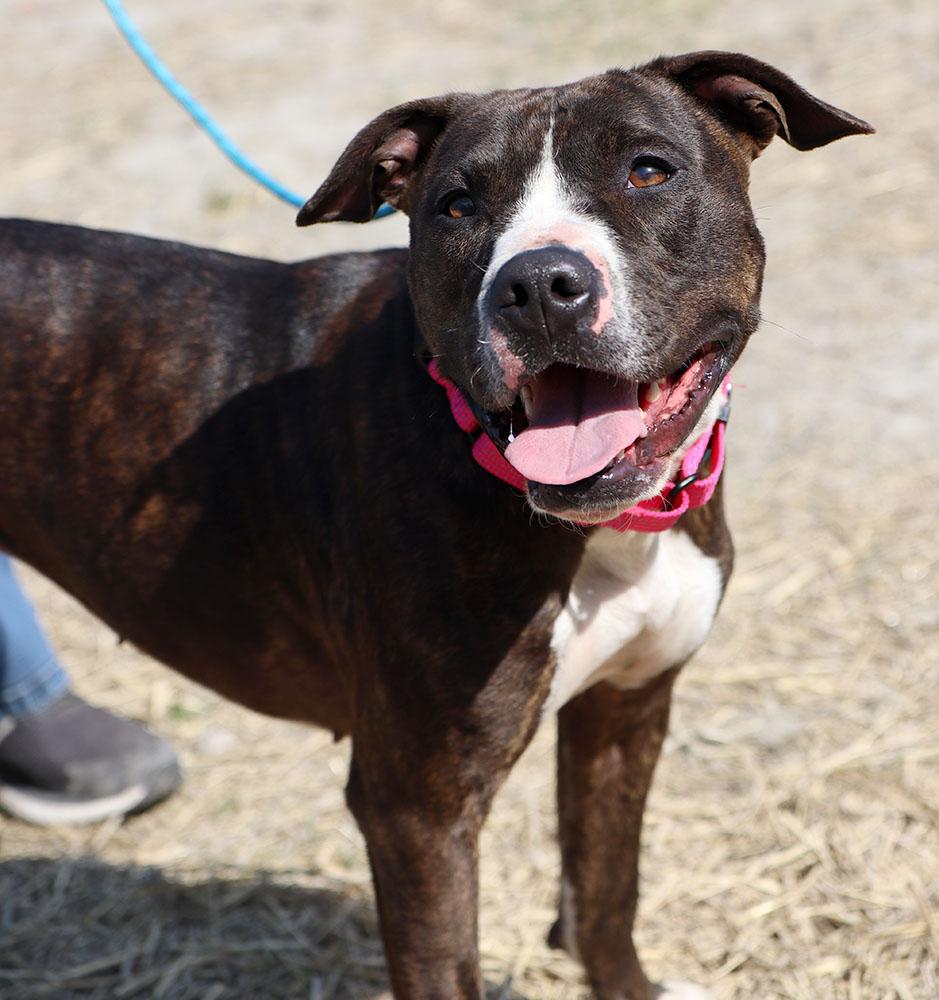Xena (AO36149), a Adoptable mixed breed in Kansas City, KS image 2/6