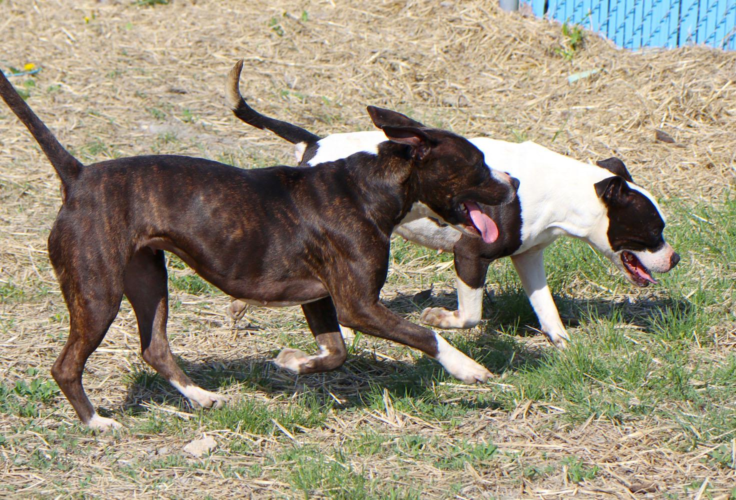 Xena (AO36149), a Adoptable mixed breed in Kansas City, KS image 5/6