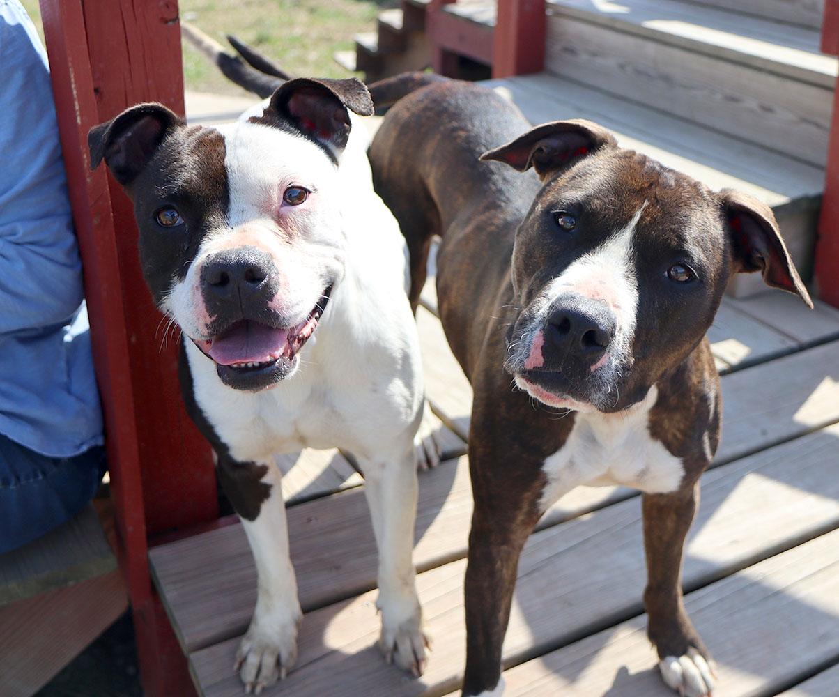 Xena (AO36149), a Adoptable mixed breed in Kansas City, KS image 3/6