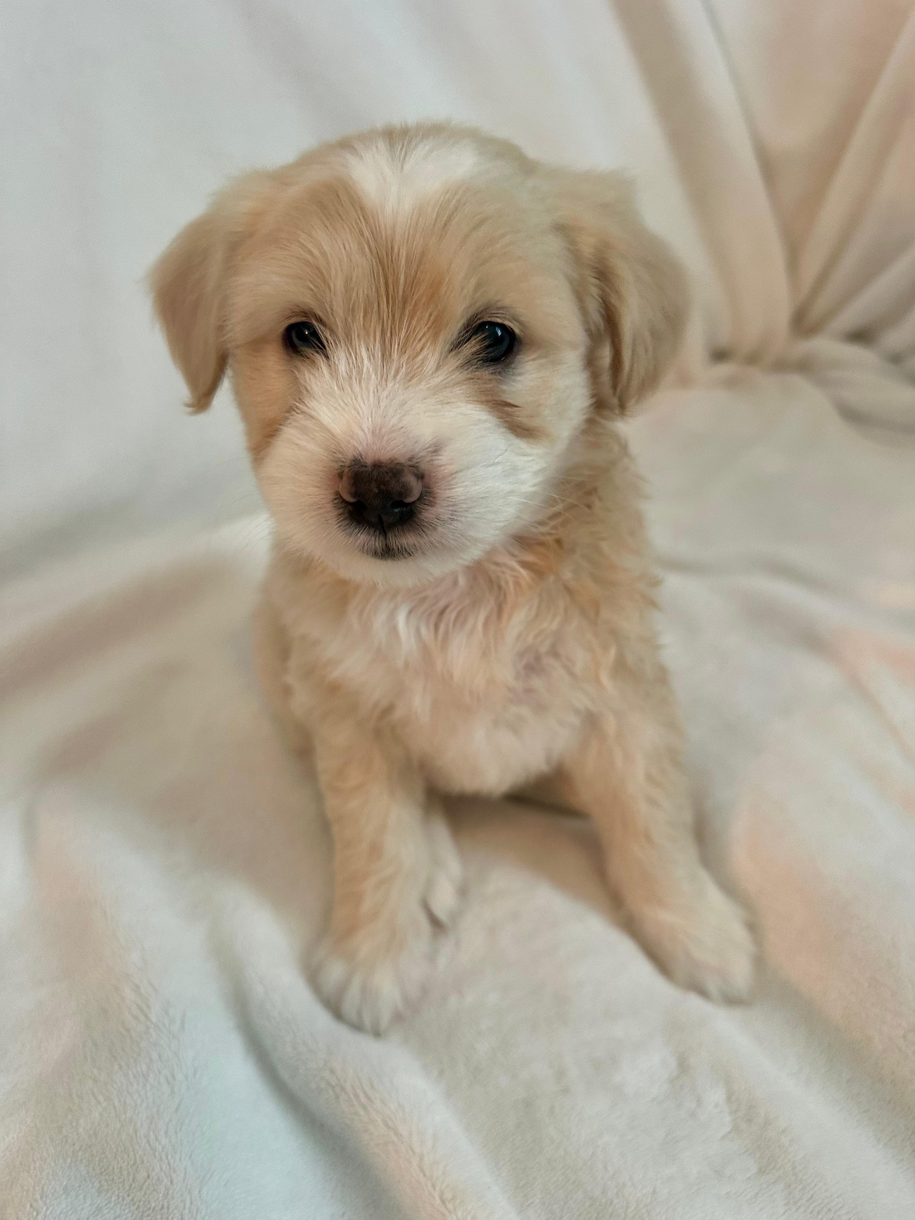 Enlarge Olivia(Livvy), a Adoption Pending mixed breed in Discovery Bay, CA image 2/3