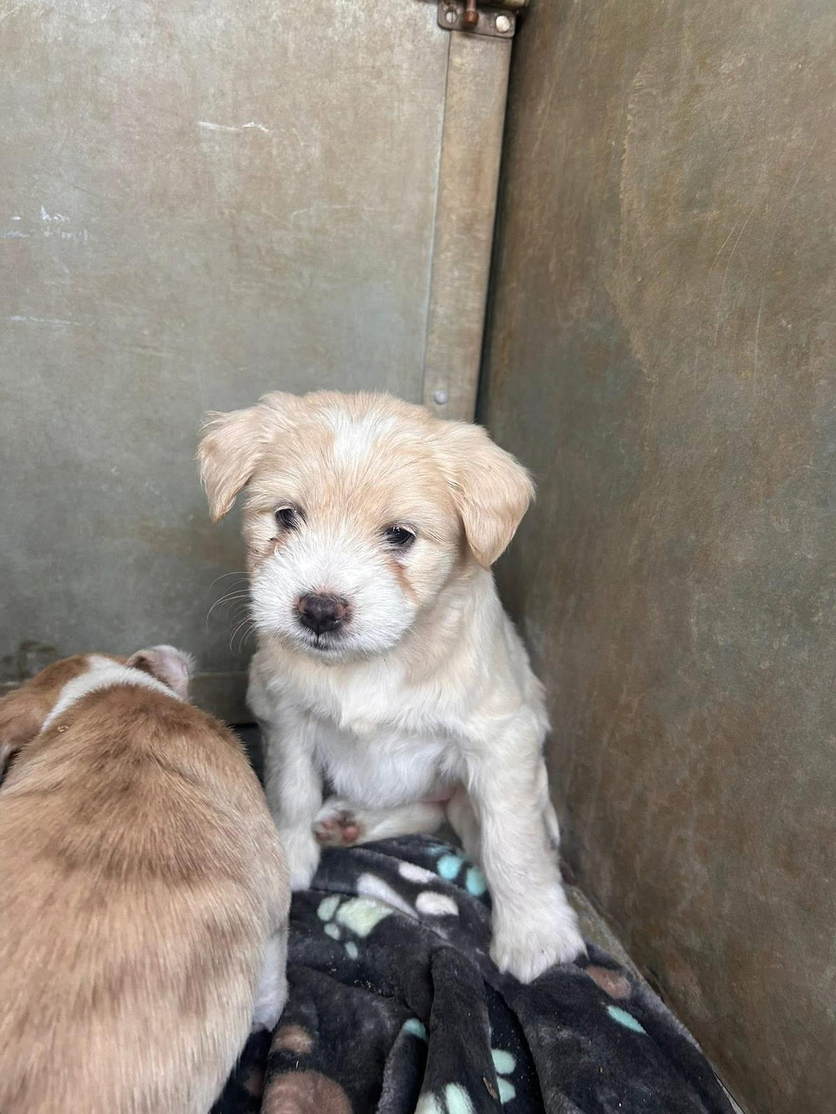 Enlarge Olivia(Livvy), a Adoption Pending mixed breed in Discovery Bay, CA image 3/3