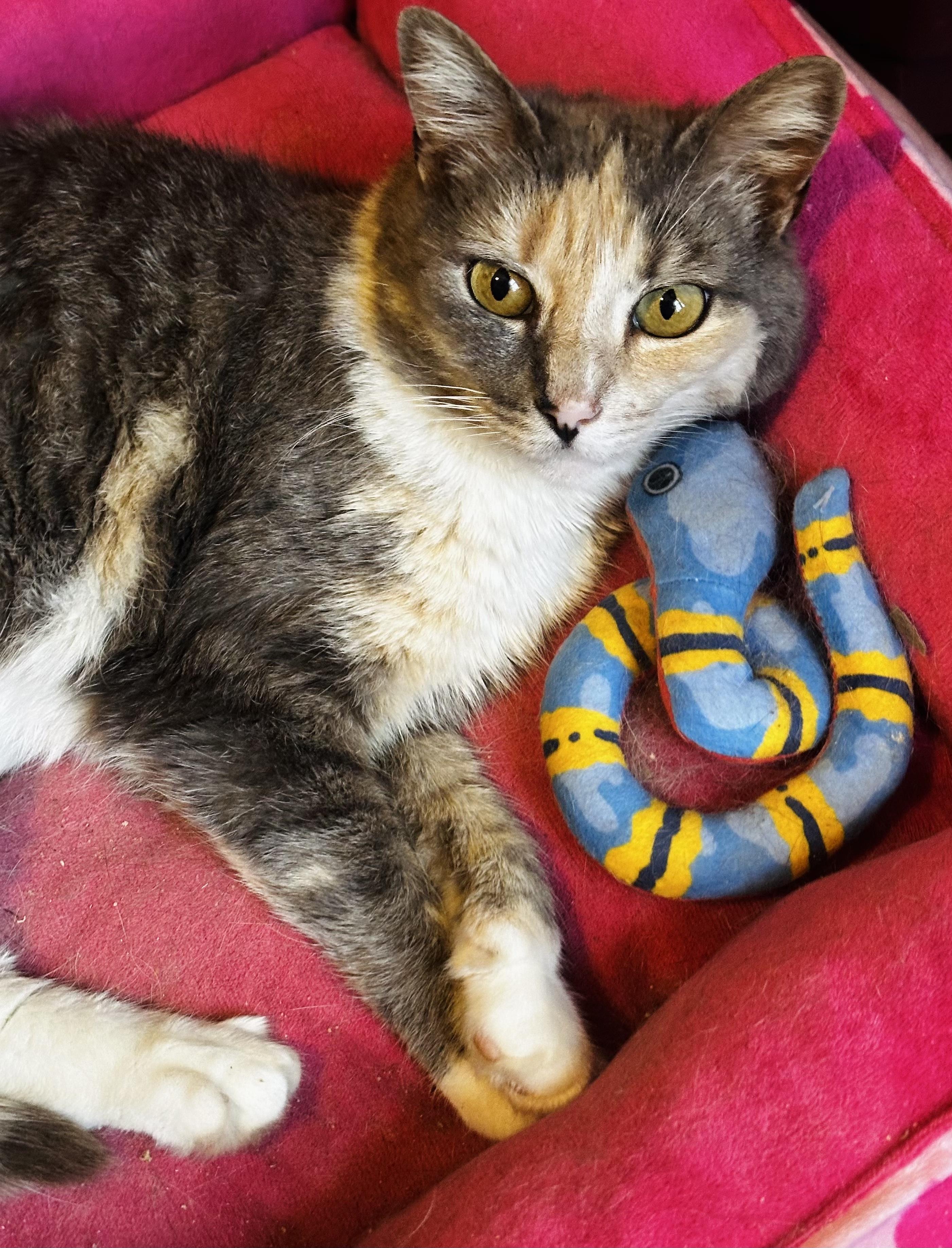 Enlarge Callista, a Adopted Domestic Short Hair in staten island, NY image 1/2