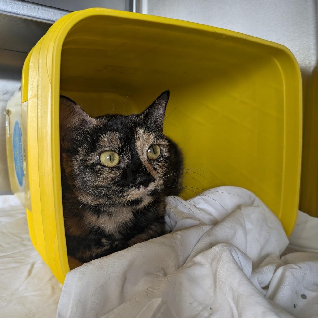 Enlarge Mocha, a Adoptable Domestic Short Hair in Manhattan, KS image 1/4