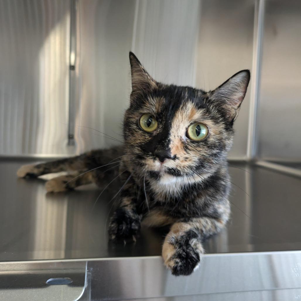 Enlarge Mocha, a Adoptable Domestic Short Hair in Manhattan, KS image 2/4