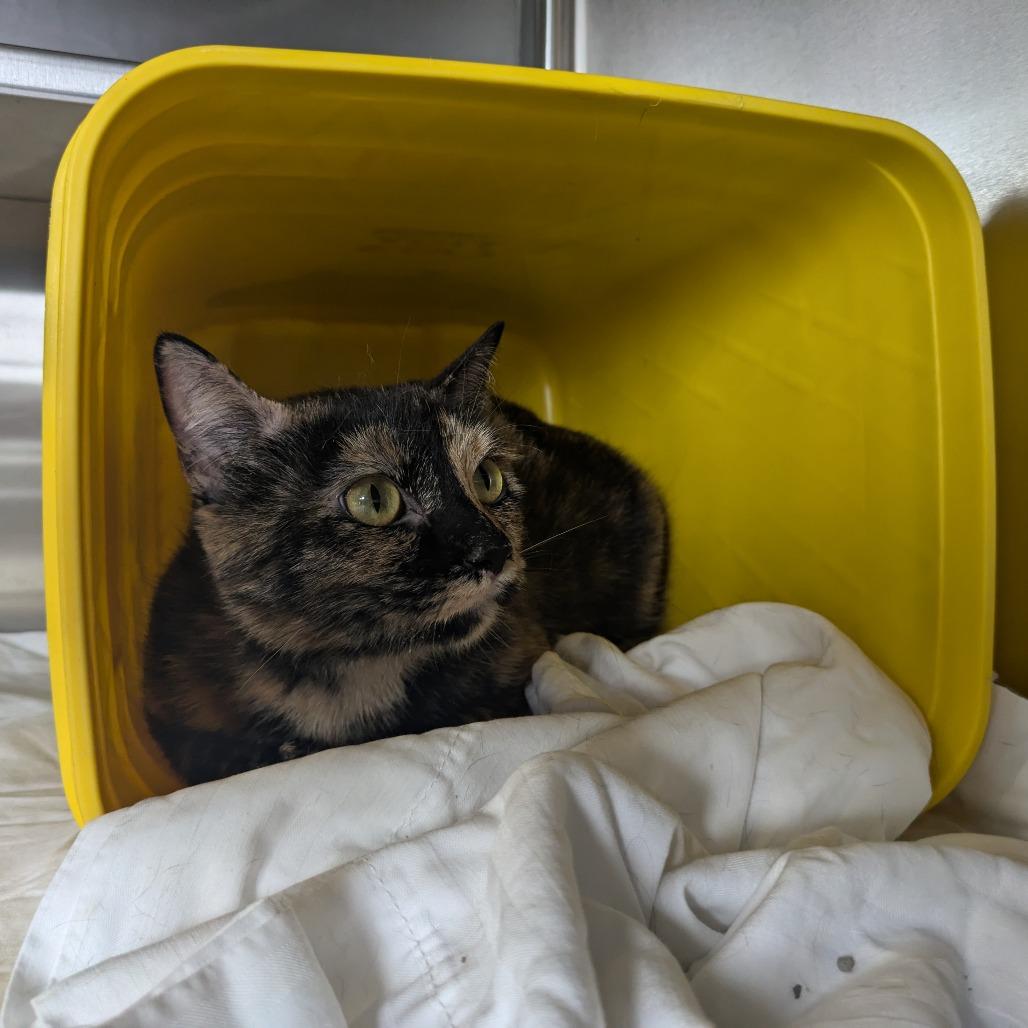 Enlarge Mocha, a Adoptable Domestic Short Hair in Manhattan, KS image 3/4