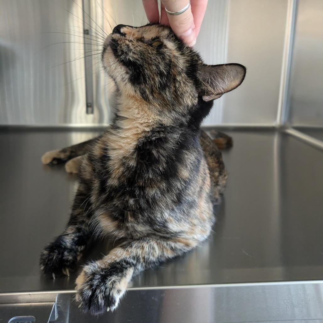 Enlarge Mocha, a Adoptable Domestic Short Hair in Manhattan, KS image 4/4