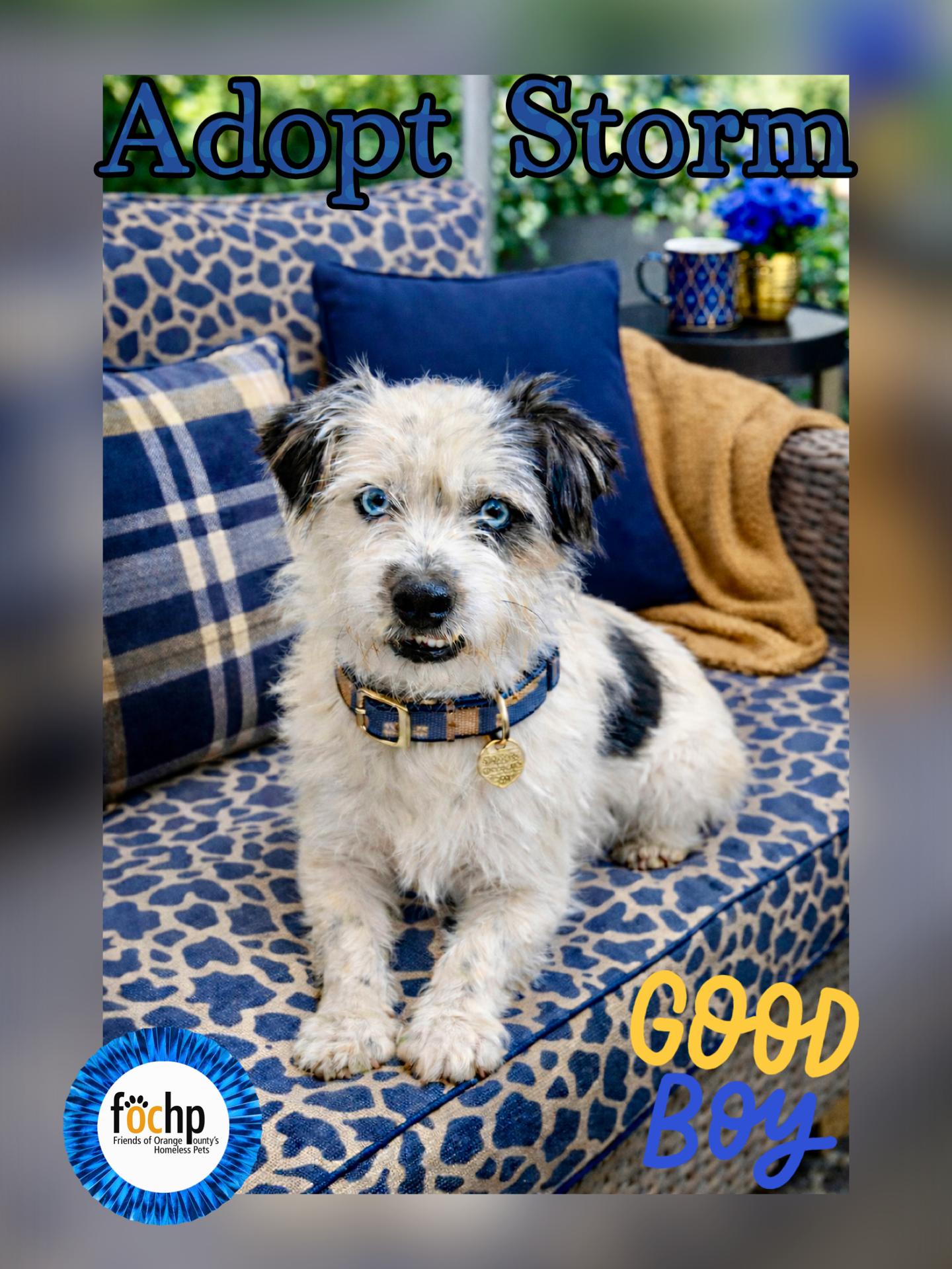 Enlarge Storm, a Adoptable mixed breed in Orange, CA image 1/1