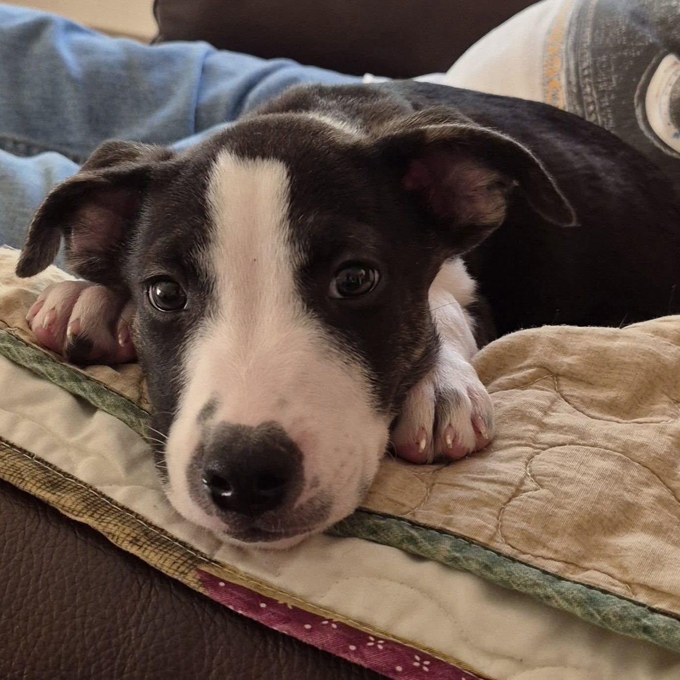 Rio Rancho, a ADOPTABLE Mixed Breed in Racine, WI image 2/5