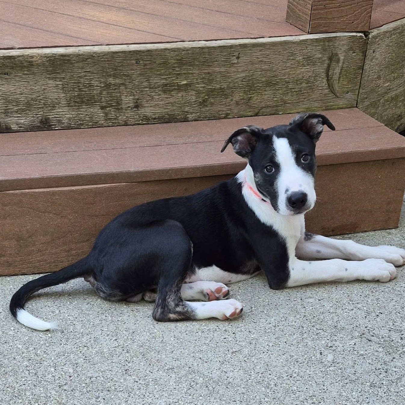 Rio Rancho, ADOPTABLE, Young Male Mixed Breed.