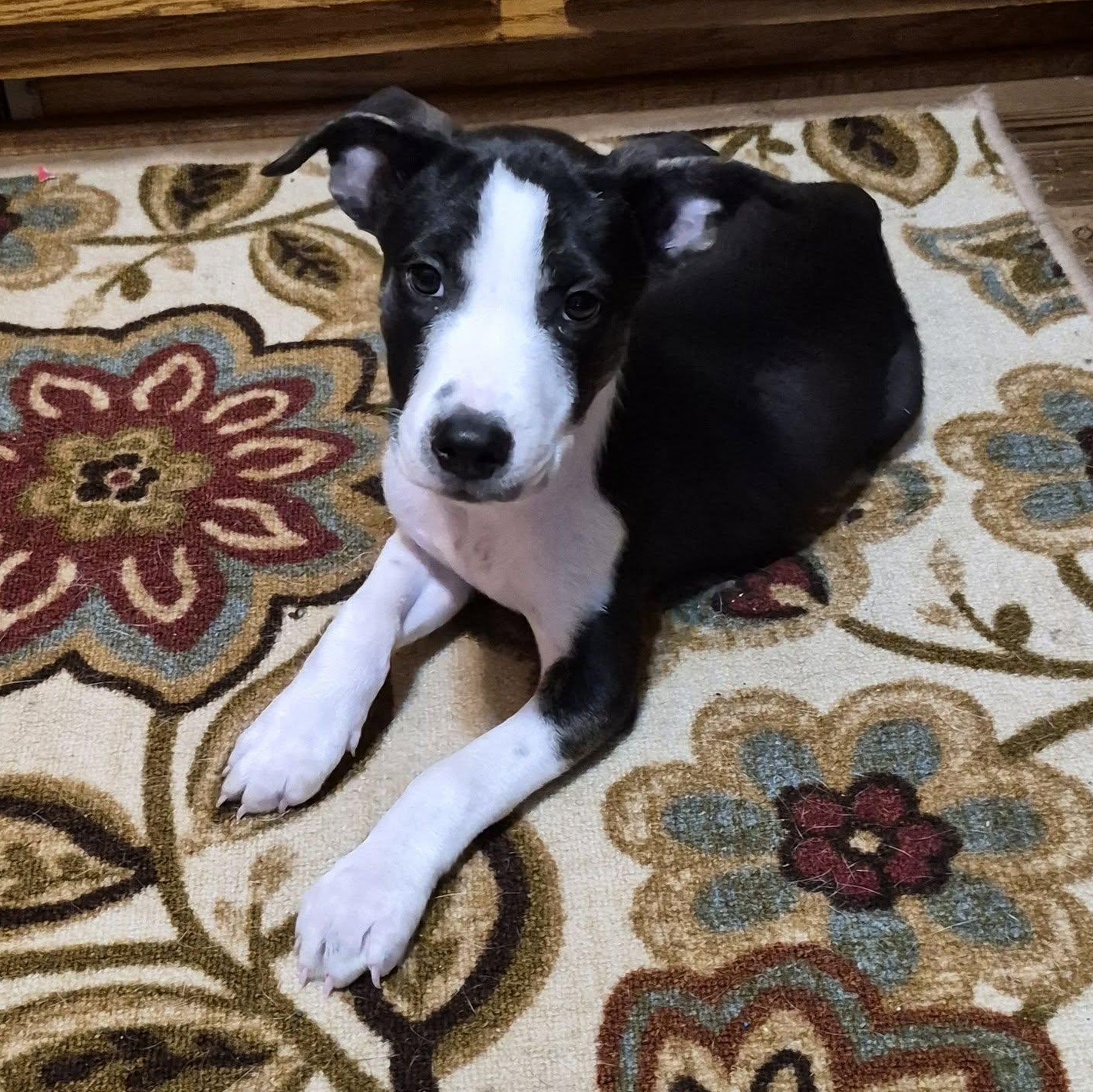 Rio Rancho, a ADOPTABLE Mixed Breed in Racine, WI image 4/5