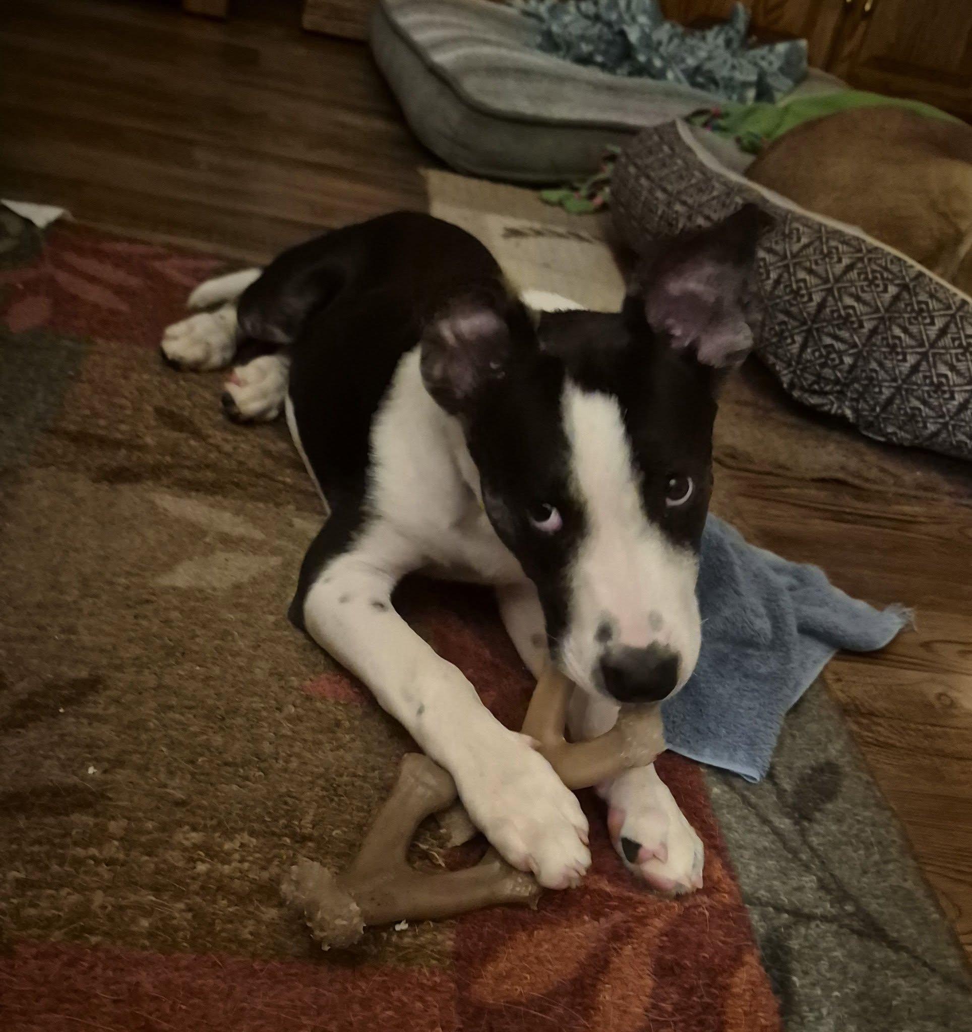 Rio Rancho, a ADOPTABLE Mixed Breed in Racine, WI image 5/5
