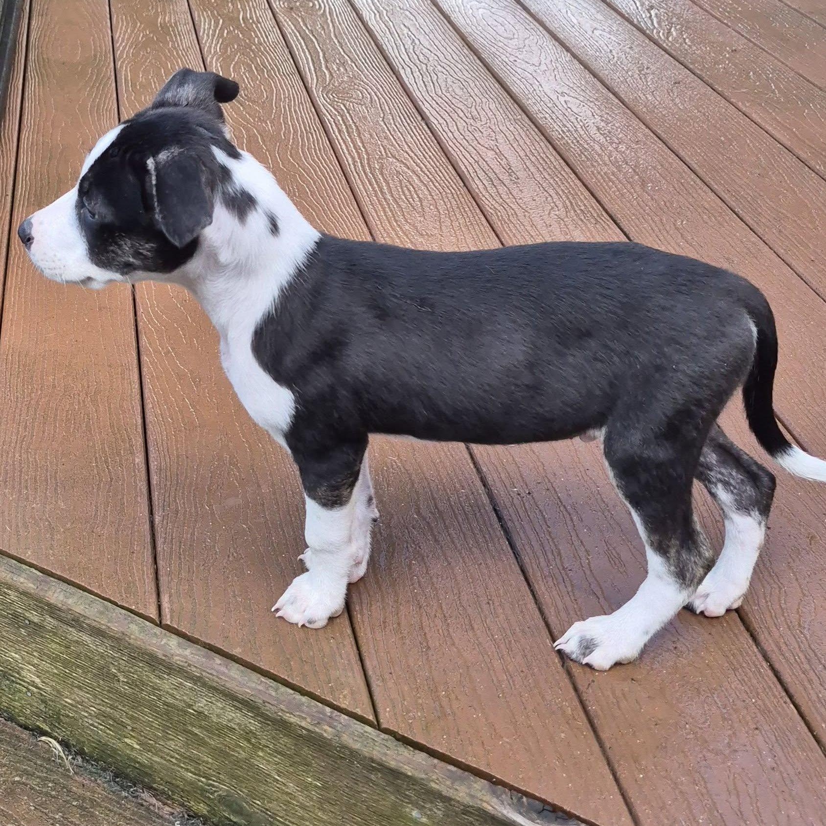 Rio Rancho, a ADOPTABLE Mixed Breed in Racine, WI image 3/5