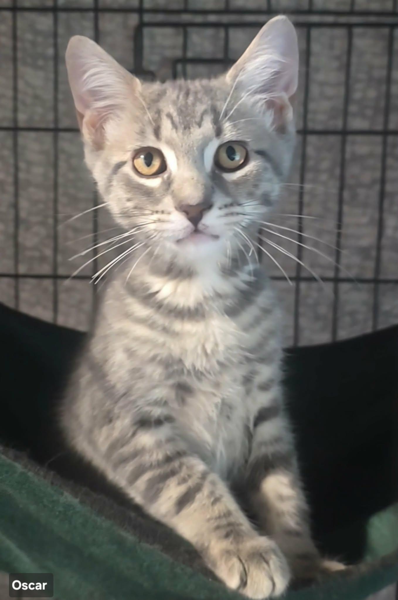 Oscar, adopted, Young Male Domestic Short Hair.