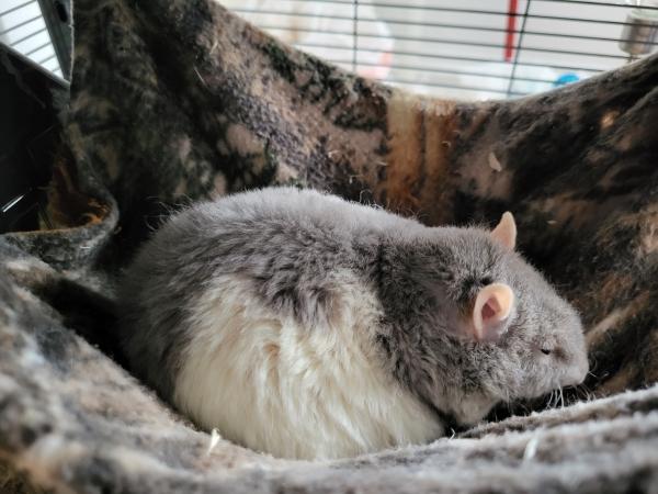 Enlarge Dan, Banshee & Darko, a ADOPTABLE Rat in Latham, NY image 3/4
