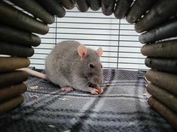 Dan, Banshee & Darko, ADOPTABLE, Senior Male Rat.