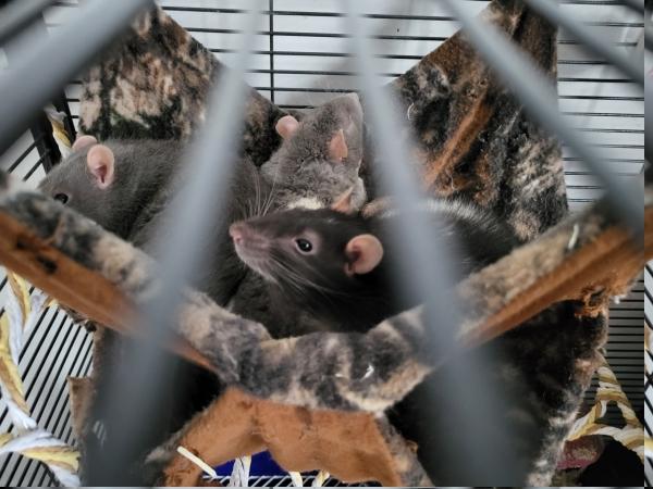 Enlarge Dan, Banshee & Darko, a ADOPTABLE Rat in Latham, NY image 4/4