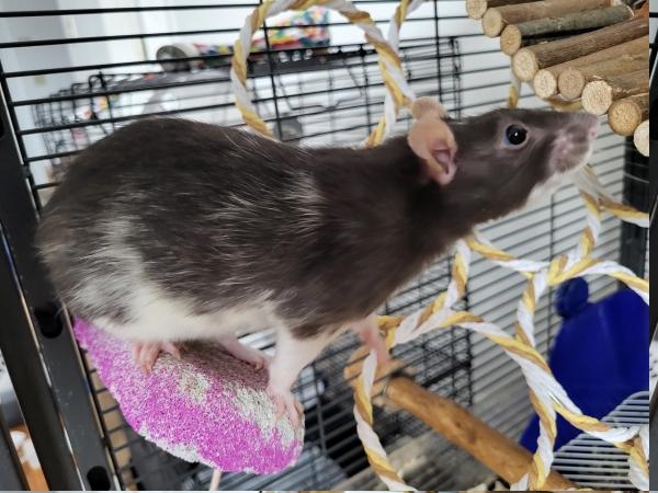 Enlarge Dan, Banshee & Darko, a ADOPTABLE Rat in Latham, NY image 2/4