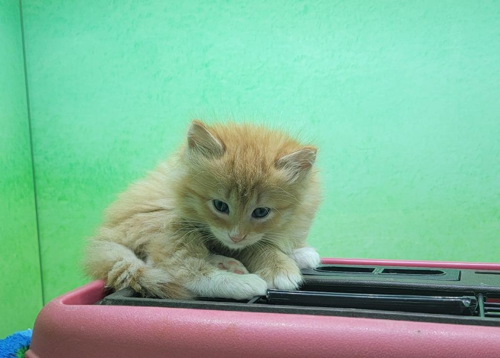 Plum, Adopted, Kitten Male Domestic Medium Hair.