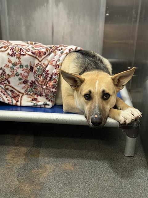 ABBY, Adoptable, Adult Female German Shepherd Dog & Mixed Breed.