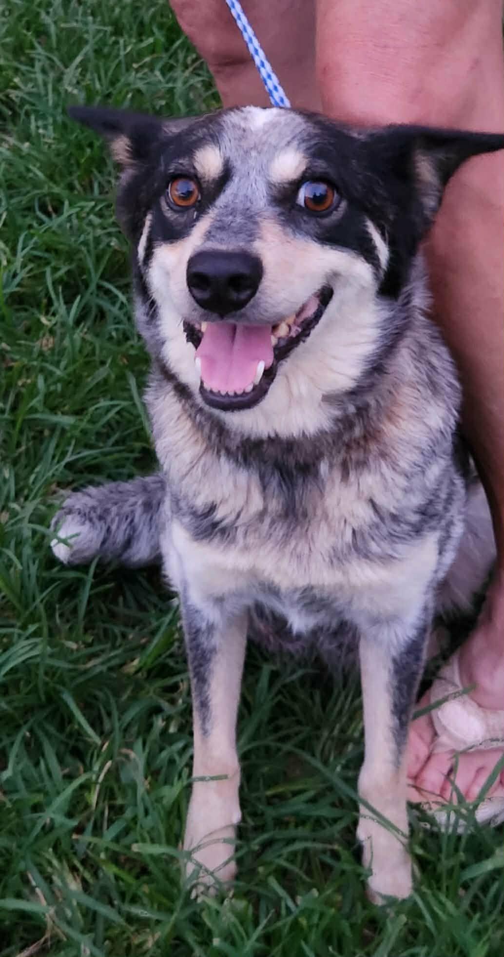 Coco Yoyo, an adopted mixed breed in Woburn, MA image 5/5