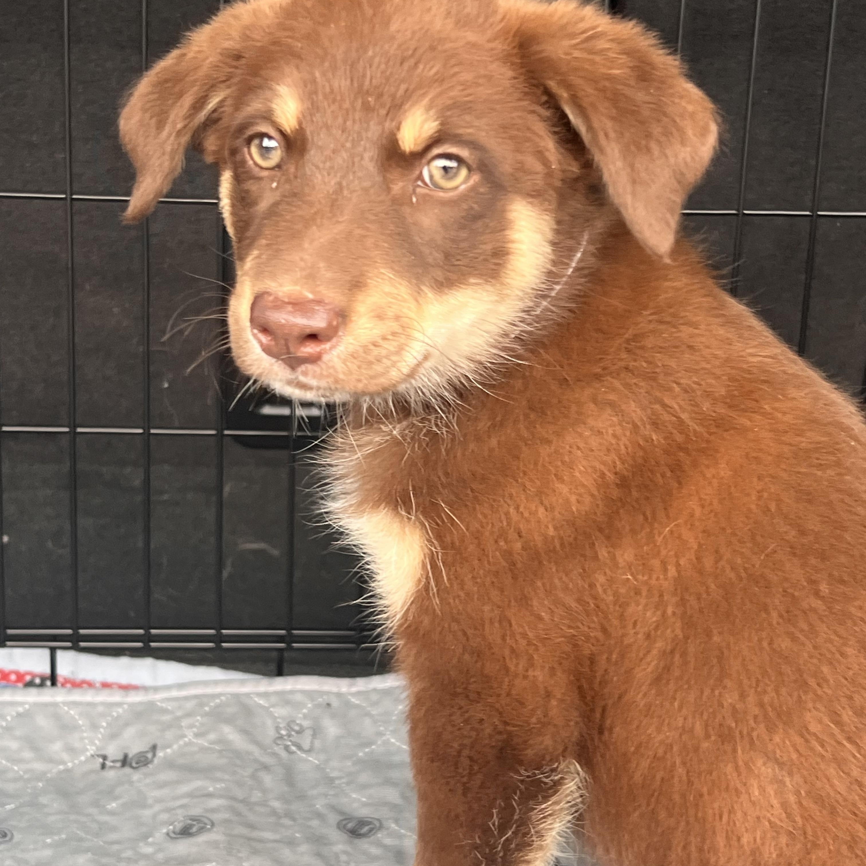 Coco Yoyo, adopted, Puppy Female Australian Shepherd.