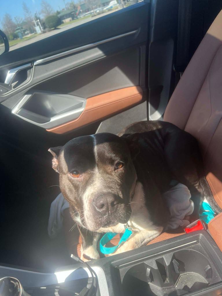 Mora, Adoptable, Young Female Pit Bull Terrier.