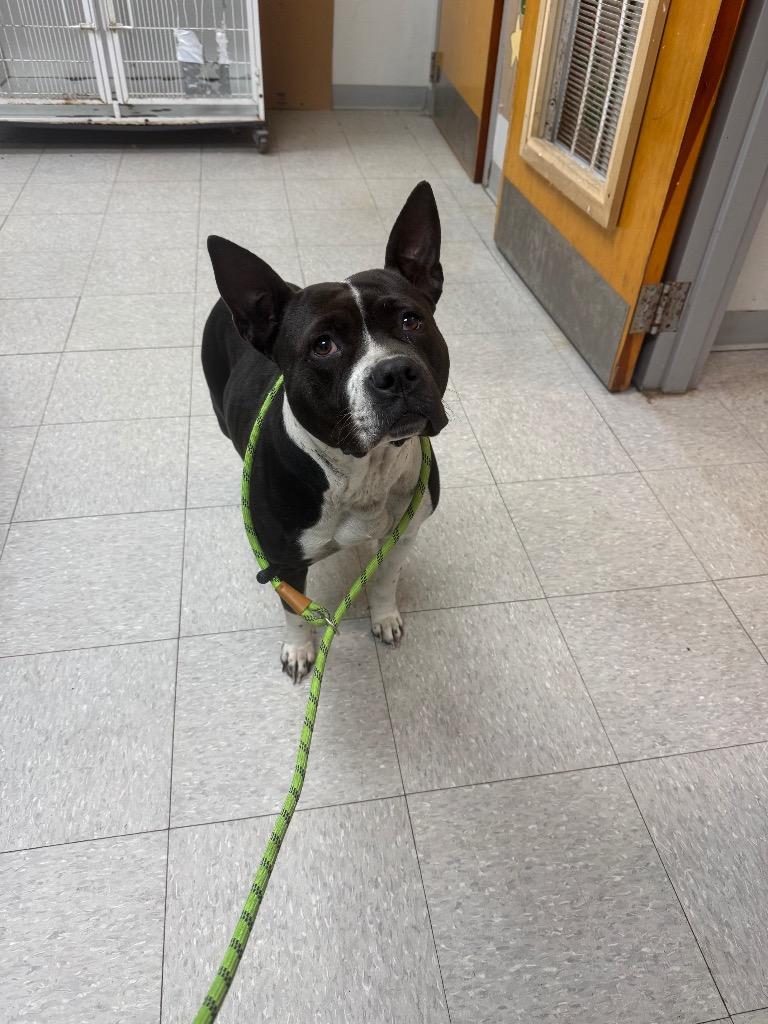 Enlarge Mora, a Adoptable mixed breed in Sorrento, LA image 3/5