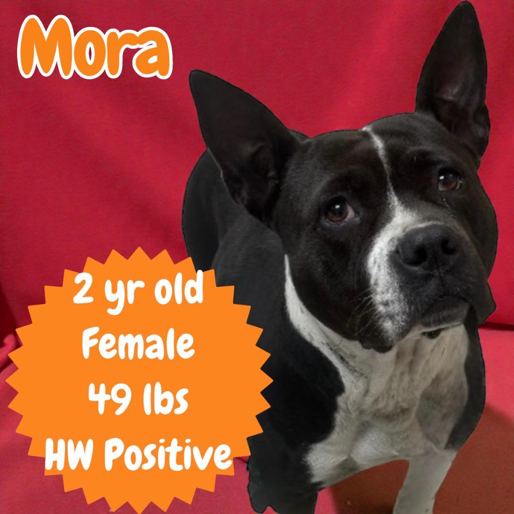 Enlarge Mora, a Adoptable mixed breed in Sorrento, LA image 4/5