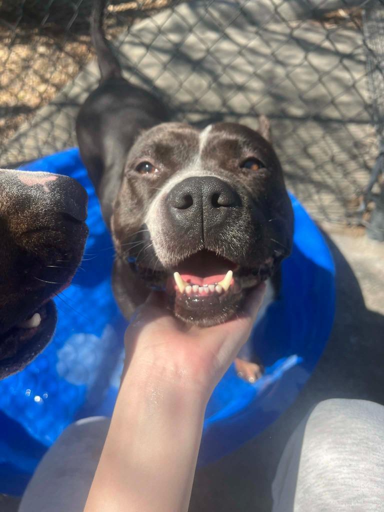 Enlarge Mora, a Adoptable mixed breed in Sorrento, LA image 5/5