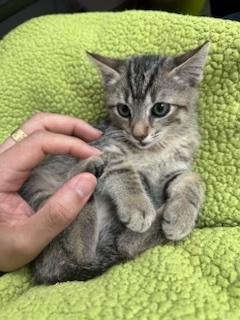 Enlarge Turbo, an adopted Domestic Short Hair in Sherman Oaks, CA image 2/3